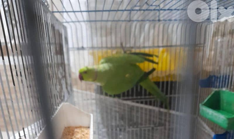 موجود ذكر برابند وذكر درة 1