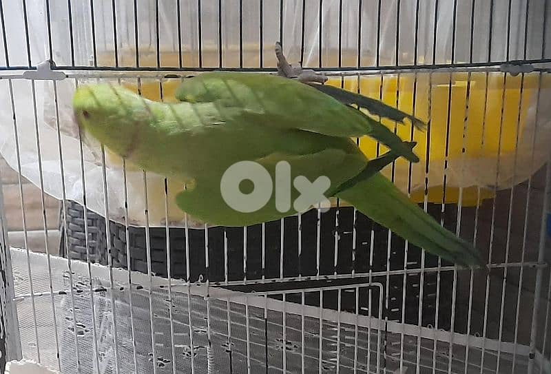 موجود ذكر برابند وذكر درة 2