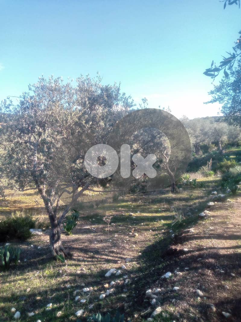Olive-Grove Agricultural Land – Anfeh, Koura/أنفه  REF#MW131443 1