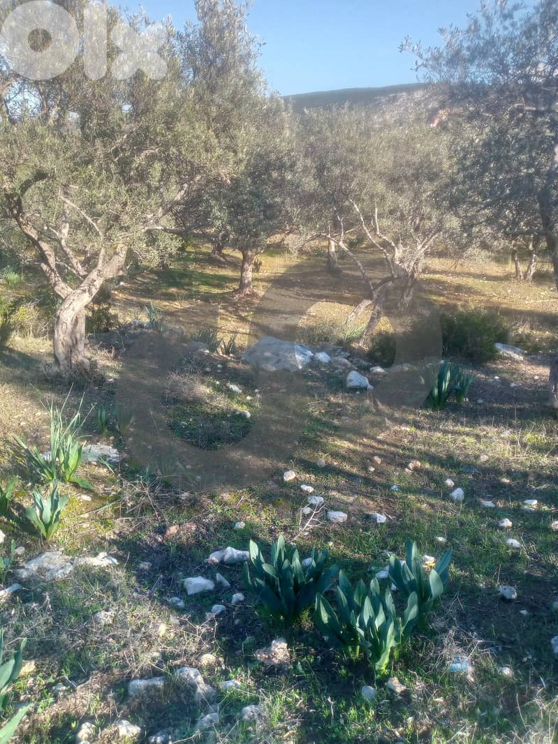 Olive-Grove Agricultural Land – Anfeh, Koura/أنفه  REF#MW131443 2