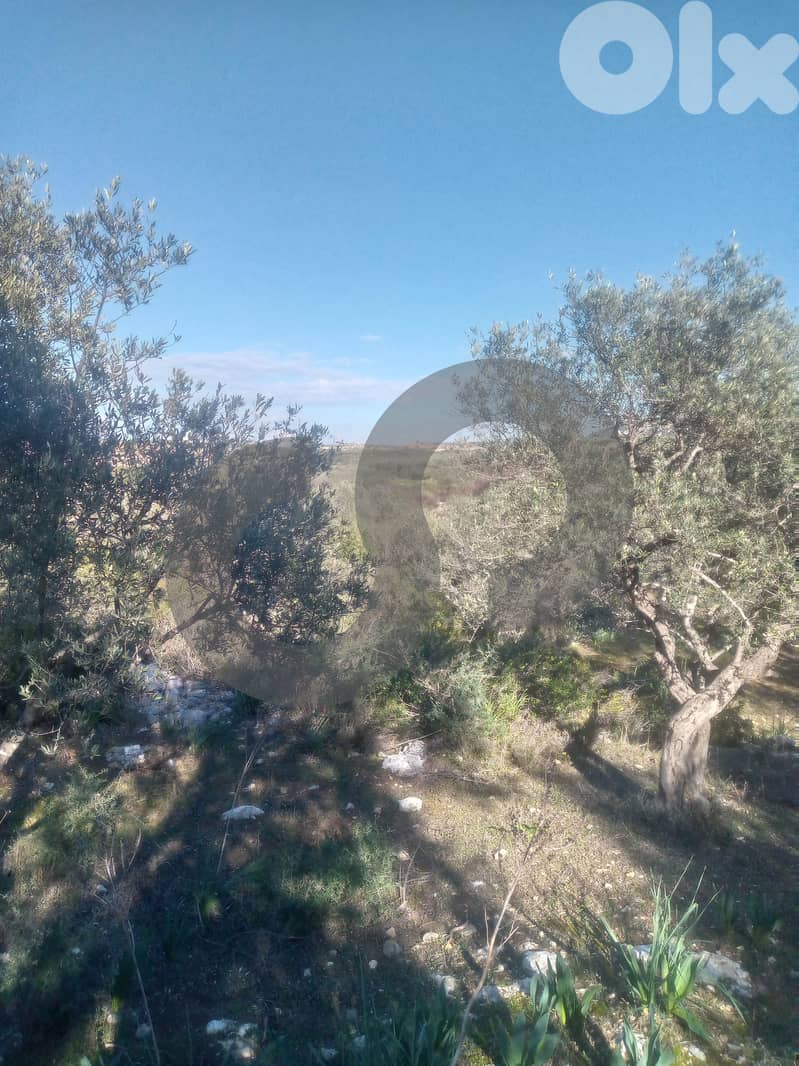 Olive-Grove Agricultural Land – Anfeh, Koura/أنفه  REF#MW131443 3