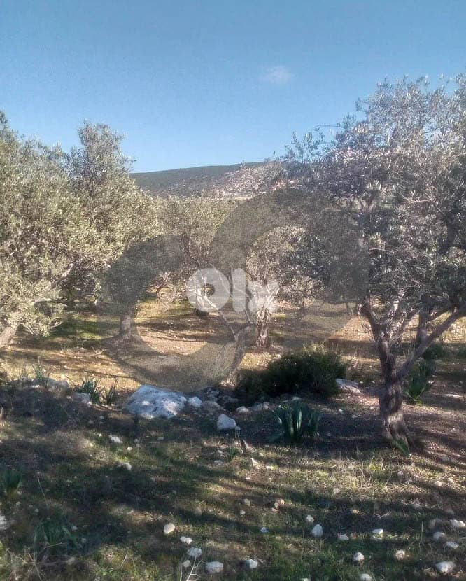 Olive-Grove Agricultural Land – Anfeh, Koura/أنفه  REF#MW131443 4