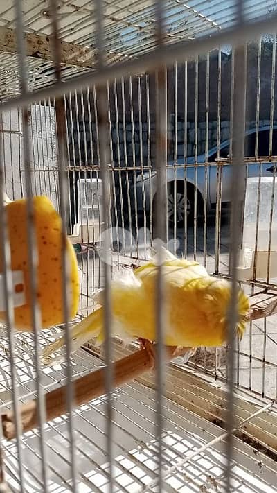 الجنوب /الشهابية