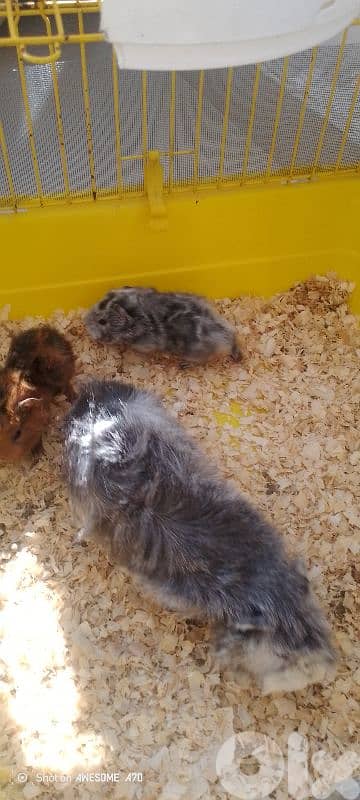 2 baby hamster for sale