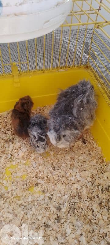 2 baby hamster for sale 1