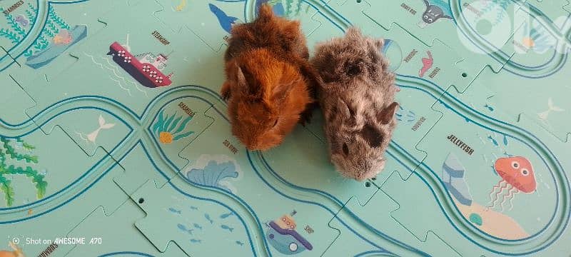 2 baby hamster for sale 2