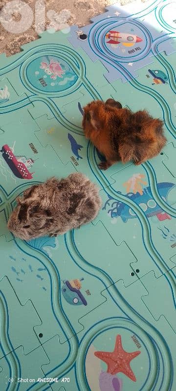 2 baby hamster for sale 3