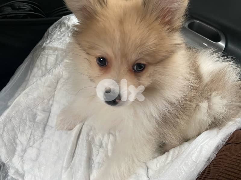 Loulou Spitz Dog Male 1