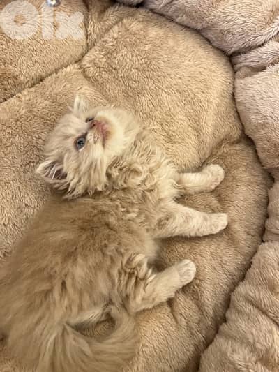 Scottish and British 81102512 for contact