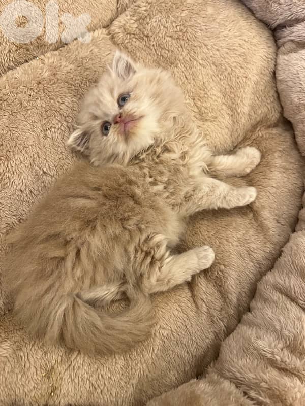 Scottish and British 81102512 for contact 2