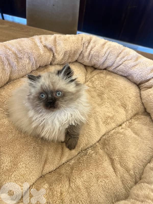 Scottish and British 81102512 for contact 4