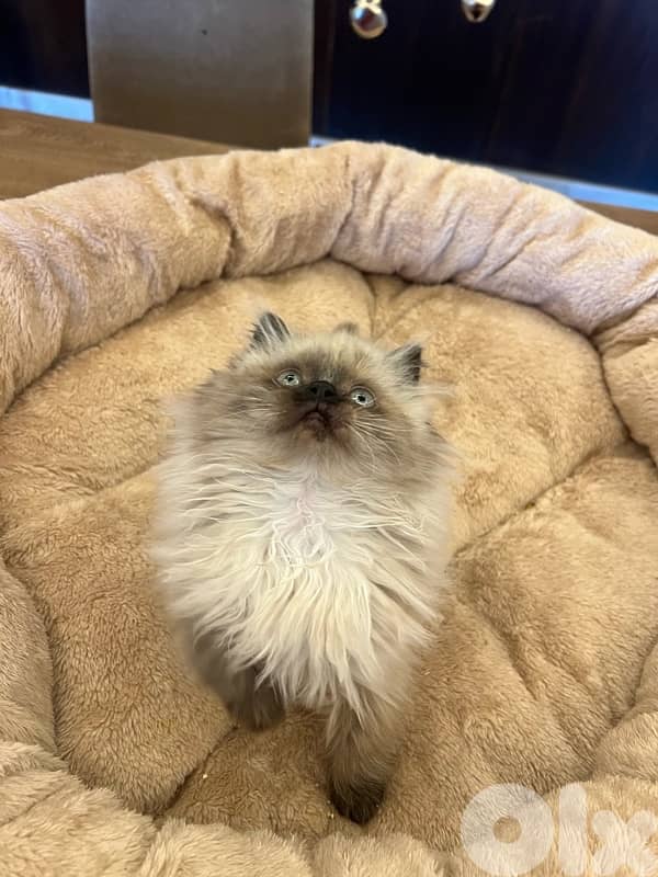 Scottish and British 81102512 for contact 5