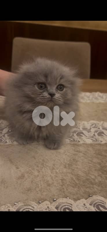 Scottish and British 81102512 for contact 8