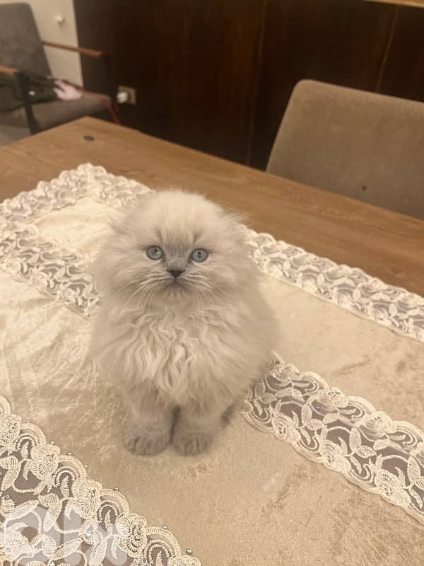 Scottish and British 81102512 for contact 9