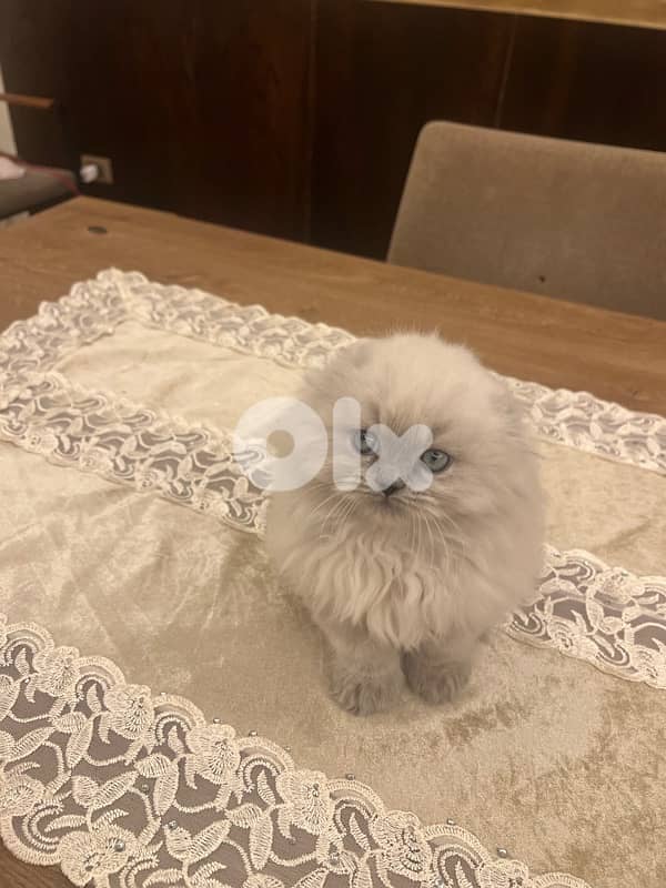 Scottish and British 81102512 for contact 10