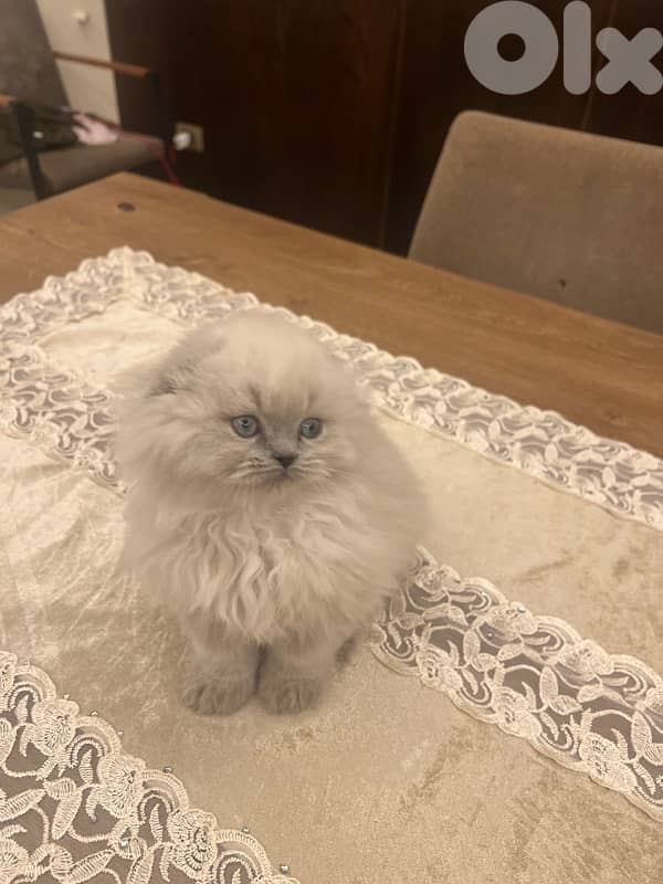 Scottish and British 81102512 for contact 11