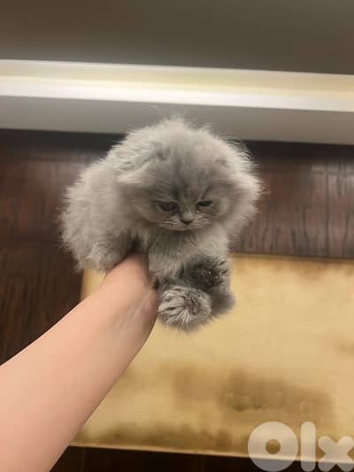 Scottish and British for contact 81102512