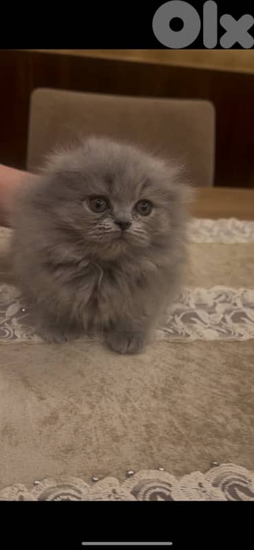 Scottish and British for contact 81102512 2