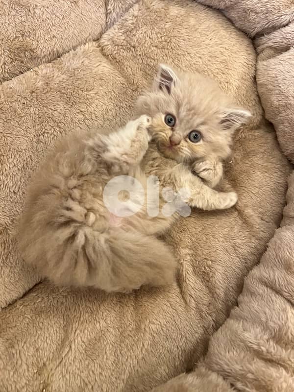 Scottish and British for contact 81102512 4