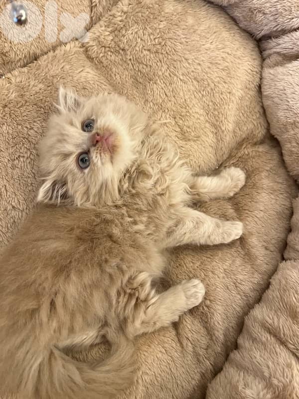 Scottish and British for contact 81102512 5