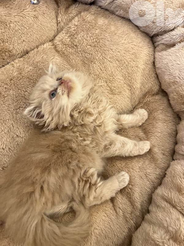 Scottish and British for contact 81102512 6