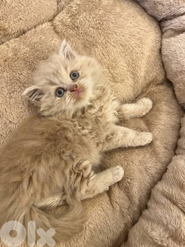 Scottish and British for contact 81102512 8