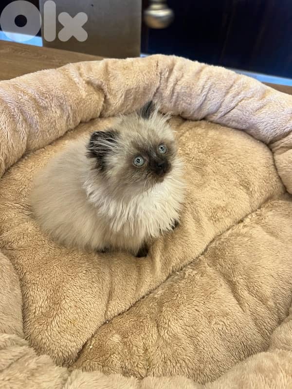 Scottish and British for contact 81102512 9