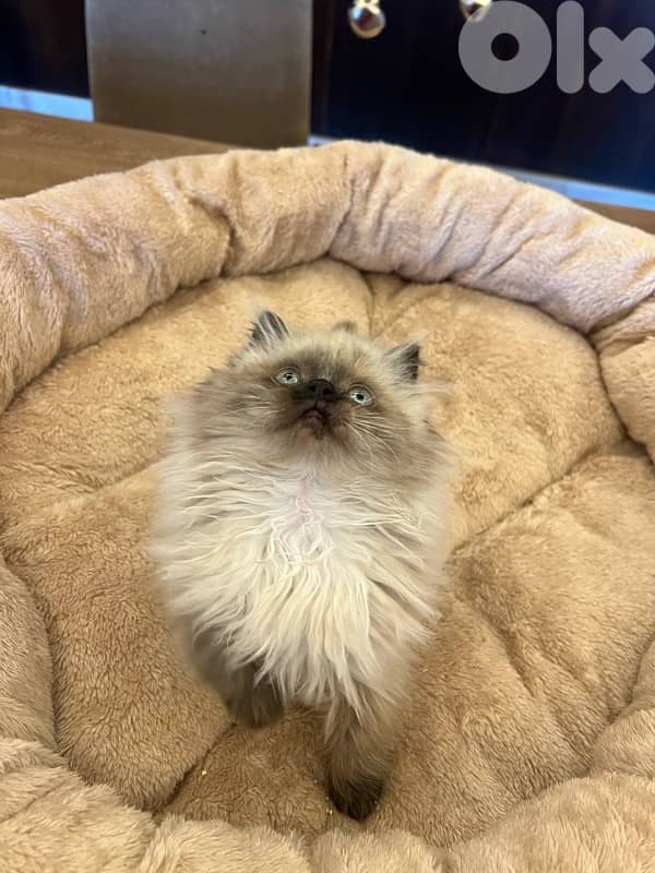 Scottish and British for contact 81102512 10