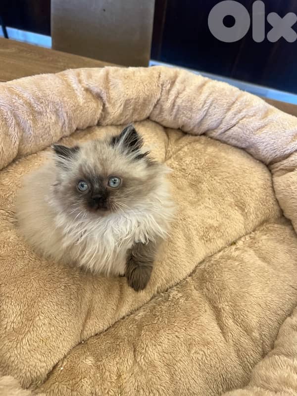 Scottish and British for contact 81102512 11