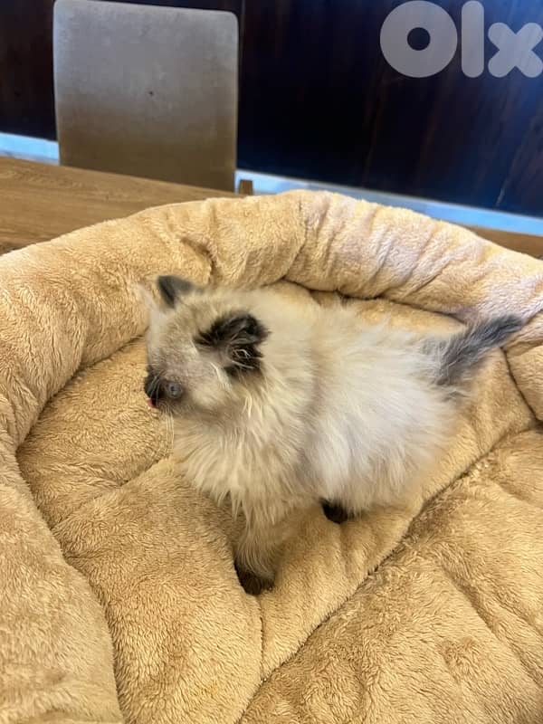 Scottish and British for contact 81102512 12