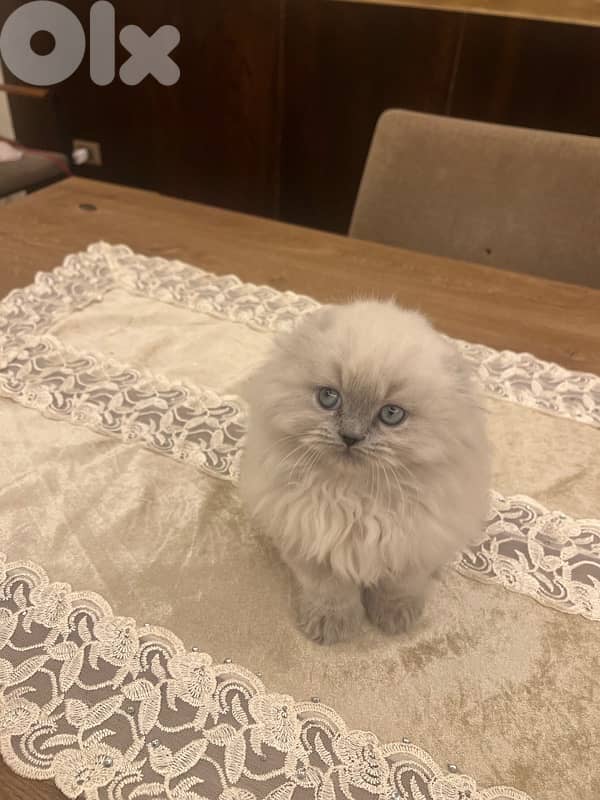 Scottish and British for contact 81102512 14