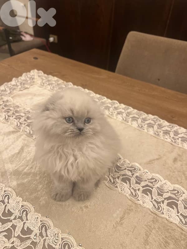 Scottish and British for contact 81102512 16