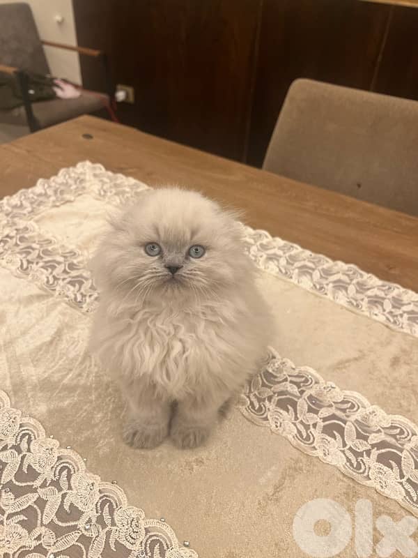 Scottish and British kittens 81102512 for contact 1