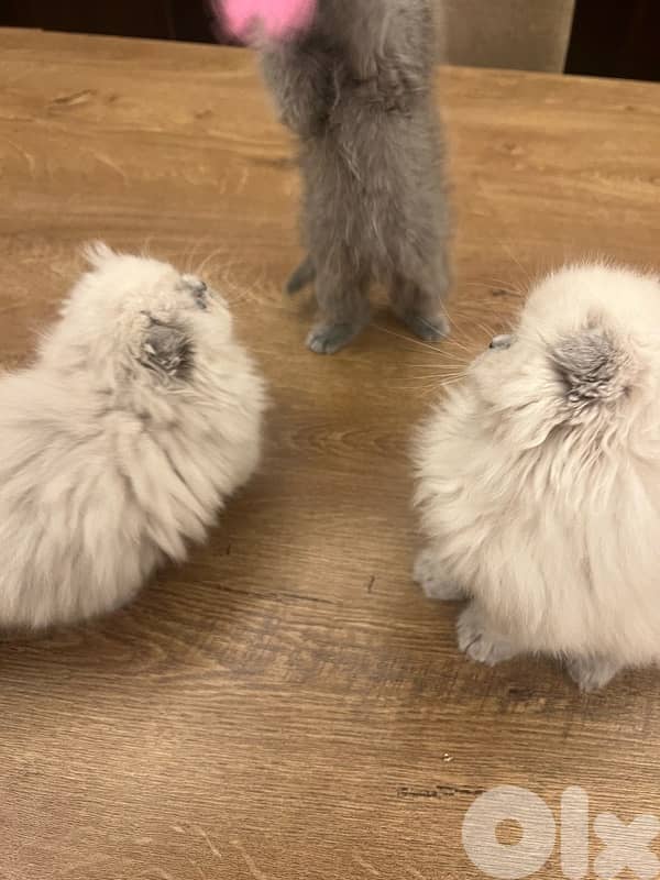 Scottish and British kittens 81102512 for contact 2