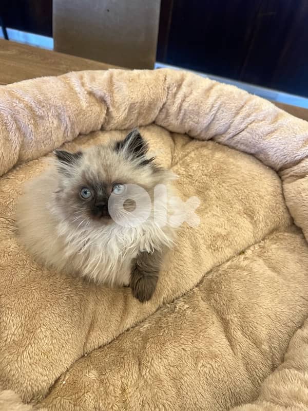 Scottish and British kittens 81102512 for contact 3