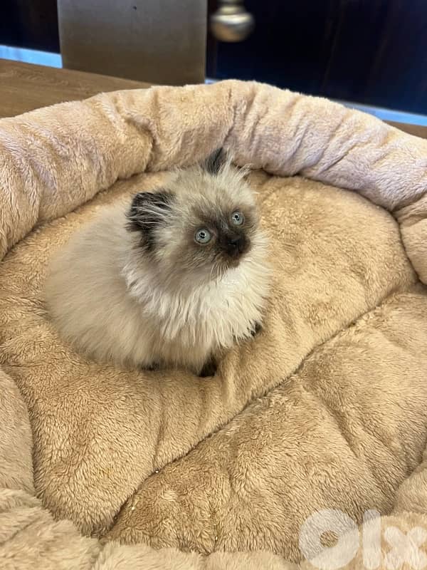 Scottish and British kittens 81102512 for contact 4