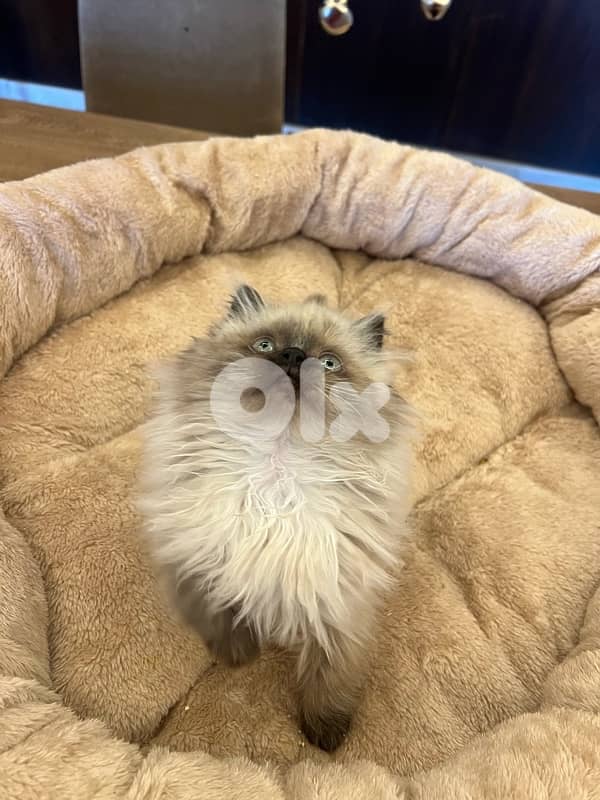 Scottish and British kittens 81102512 for contact 6