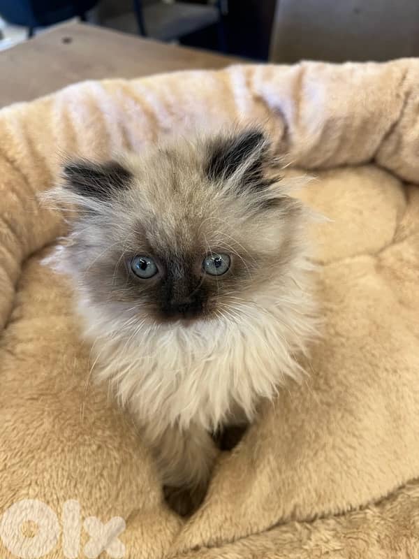 Scottish and British kittens 81102512 for contact 7