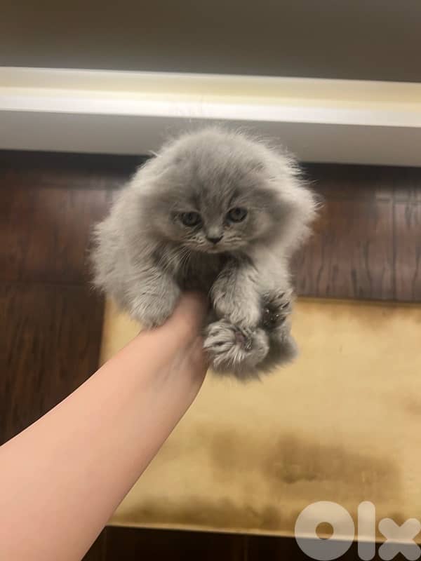 Scottish and British kittens 81102512 for contact 8