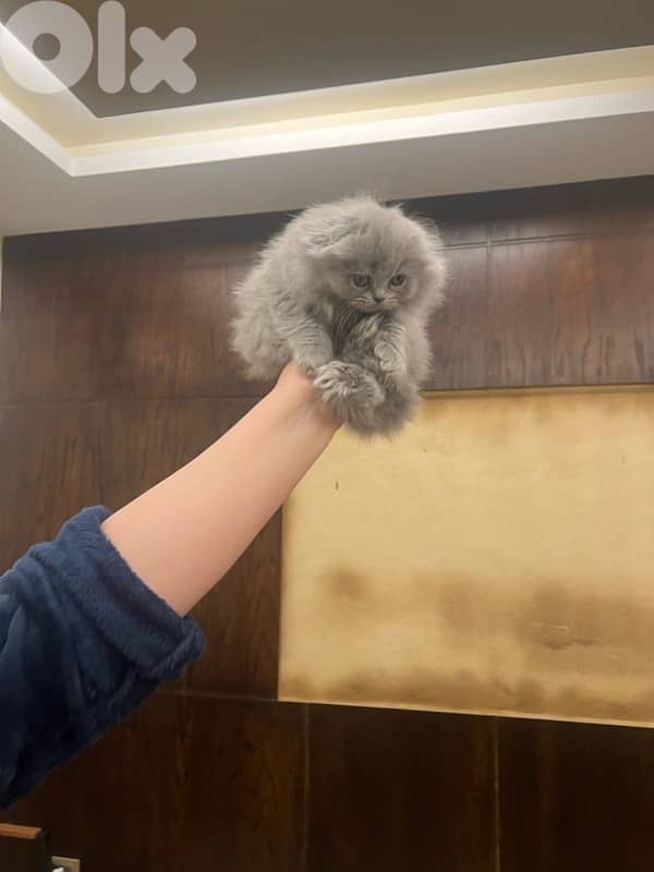 Scottish and British kittens 81102512 for contact 9