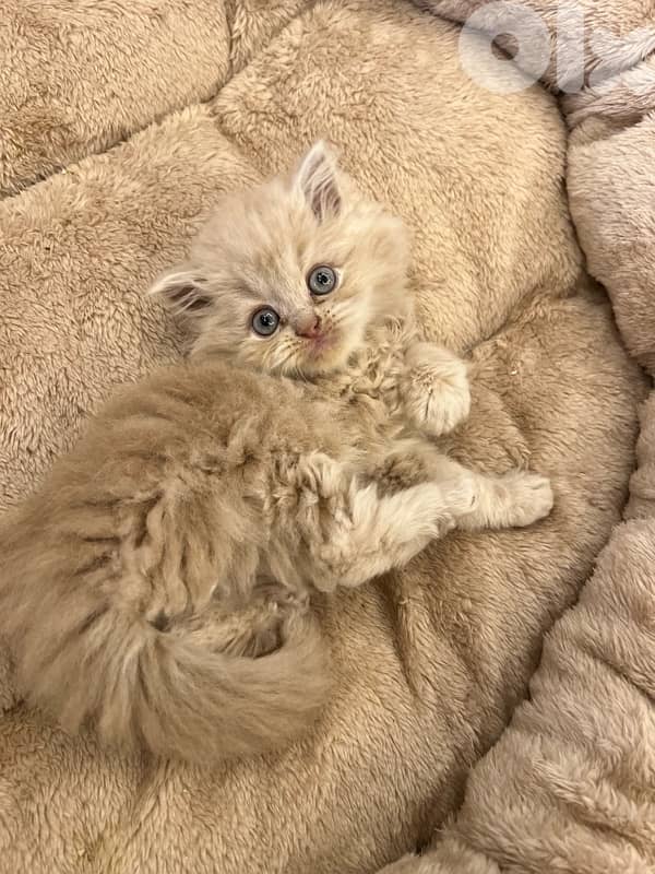 Scottish and British kittens 81102512 for contact 10