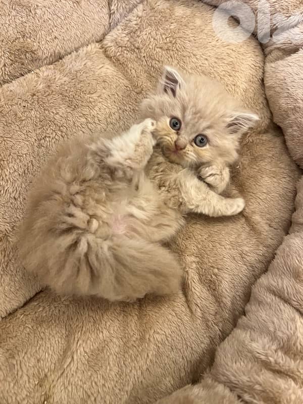 Scottish and British kittens 81102512 for contact 11