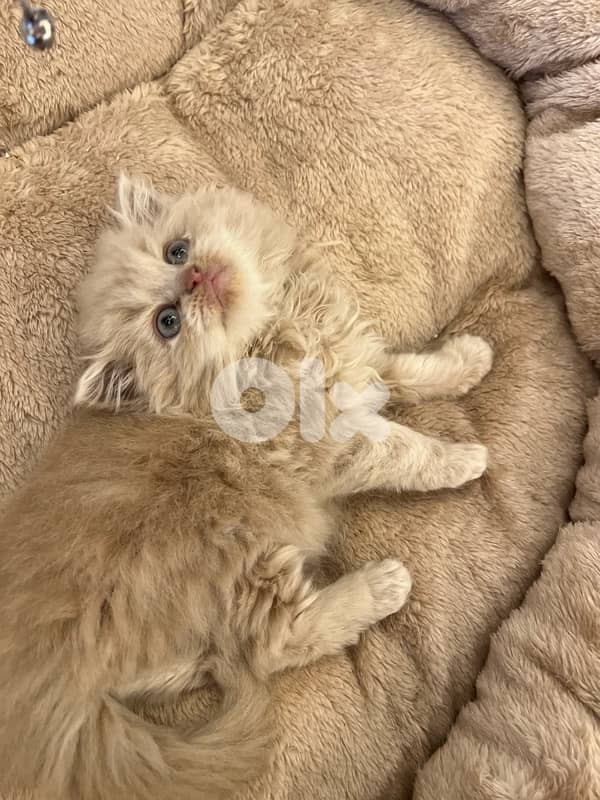 Scottish and British kittens 81102512 for contact 12