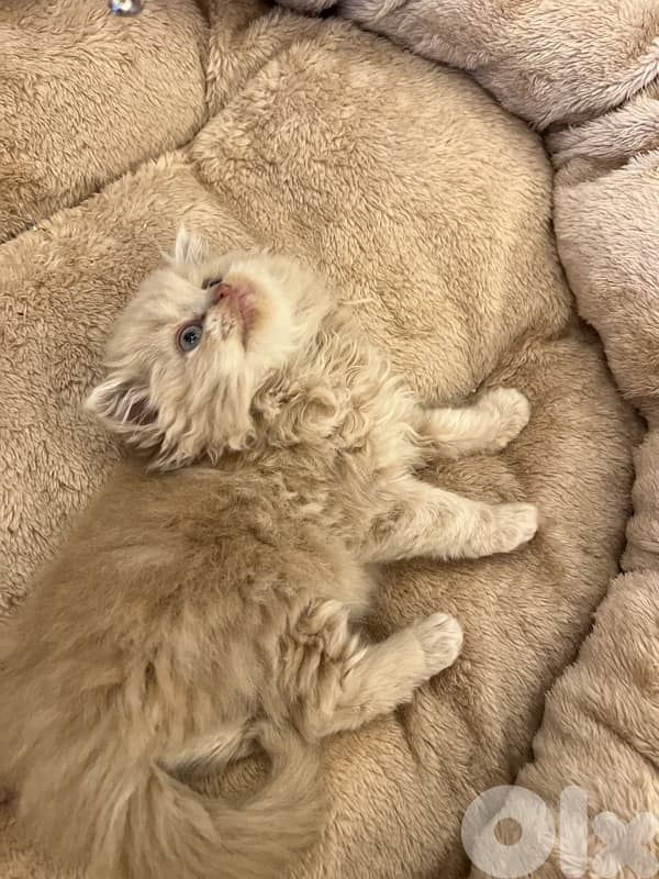 Scottish and British kittens 81102512 for contact 13