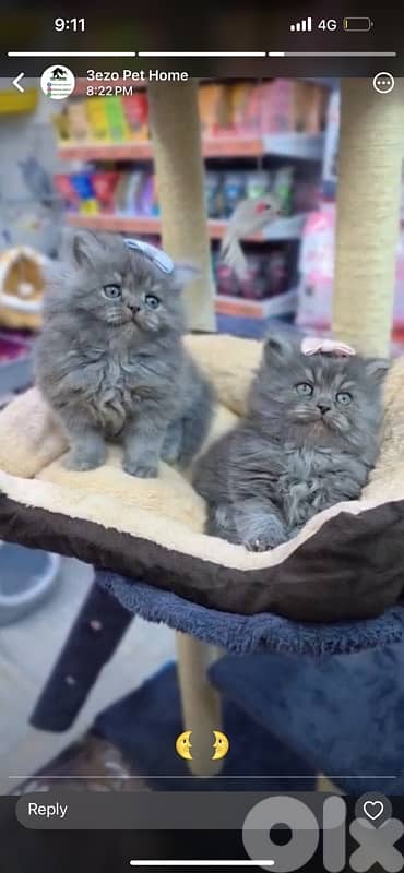 Scottish and British kittens 81102512 for contact 15