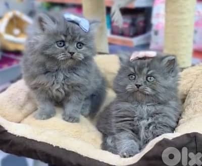 Scottish for contract 81102512