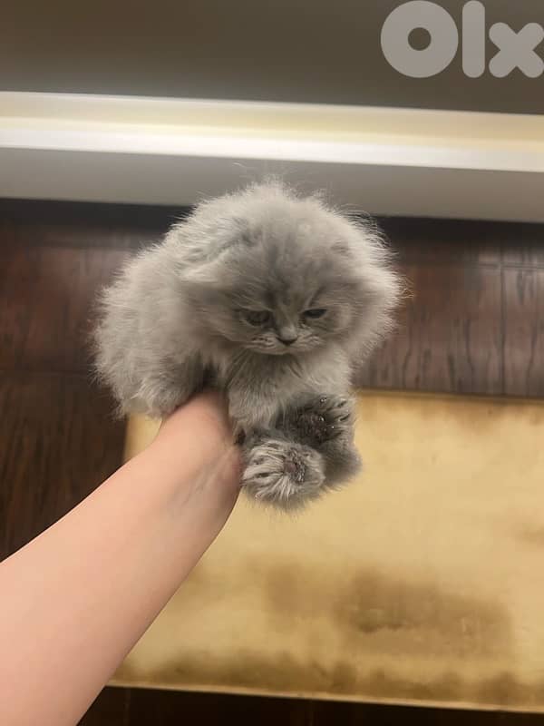 Scottish for contract 81102512 2