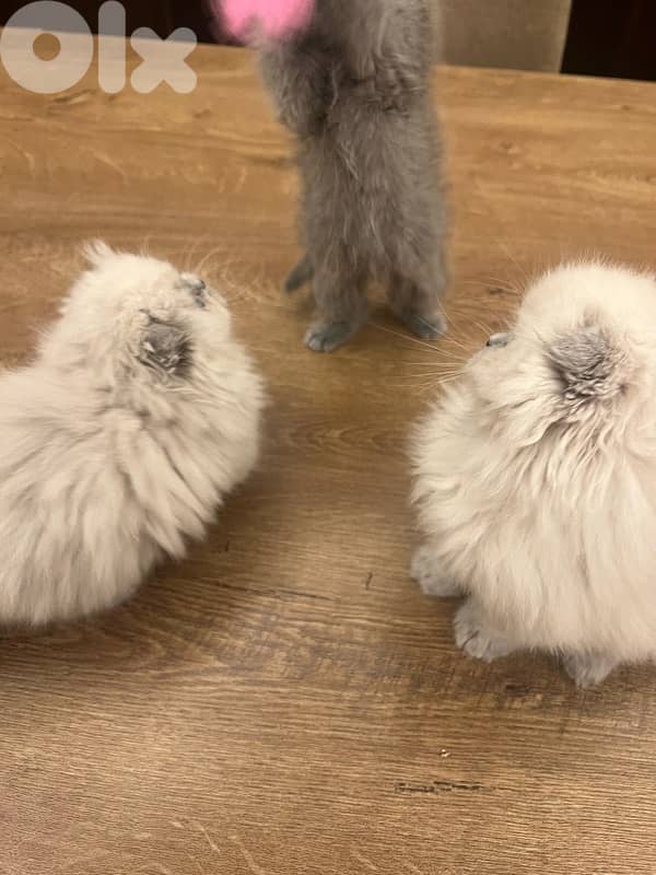 Scottish for contract 81102512 6