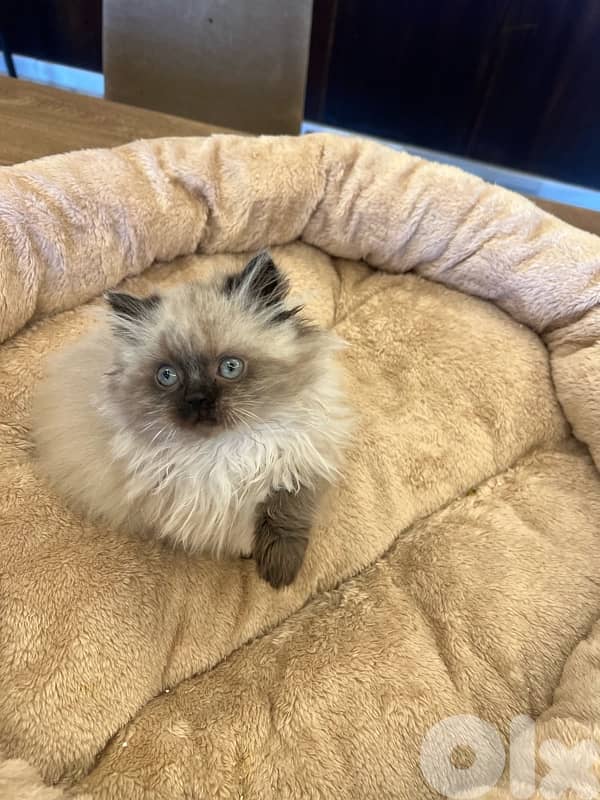 Scottish for contract 81102512 8