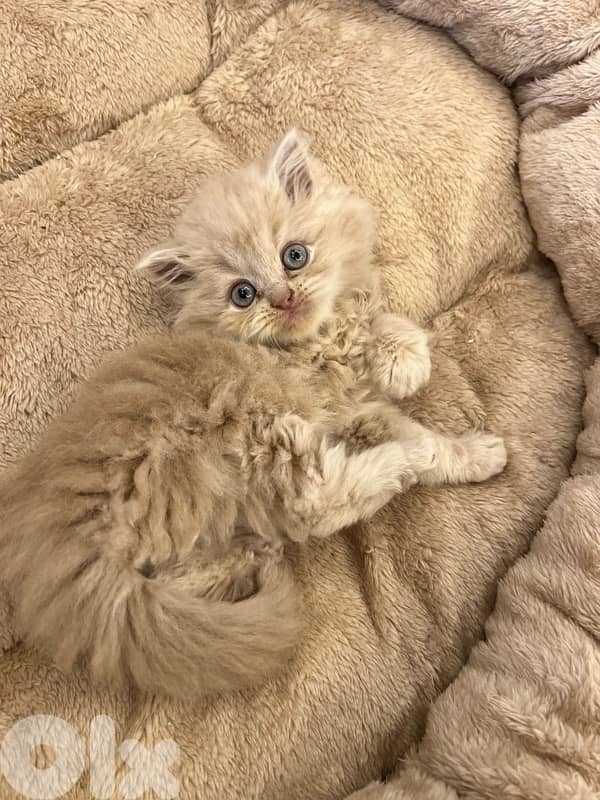 Scottish for contract 81102512 11